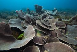 Zanzibar Scuba Diving Holiday. Leaf coral.